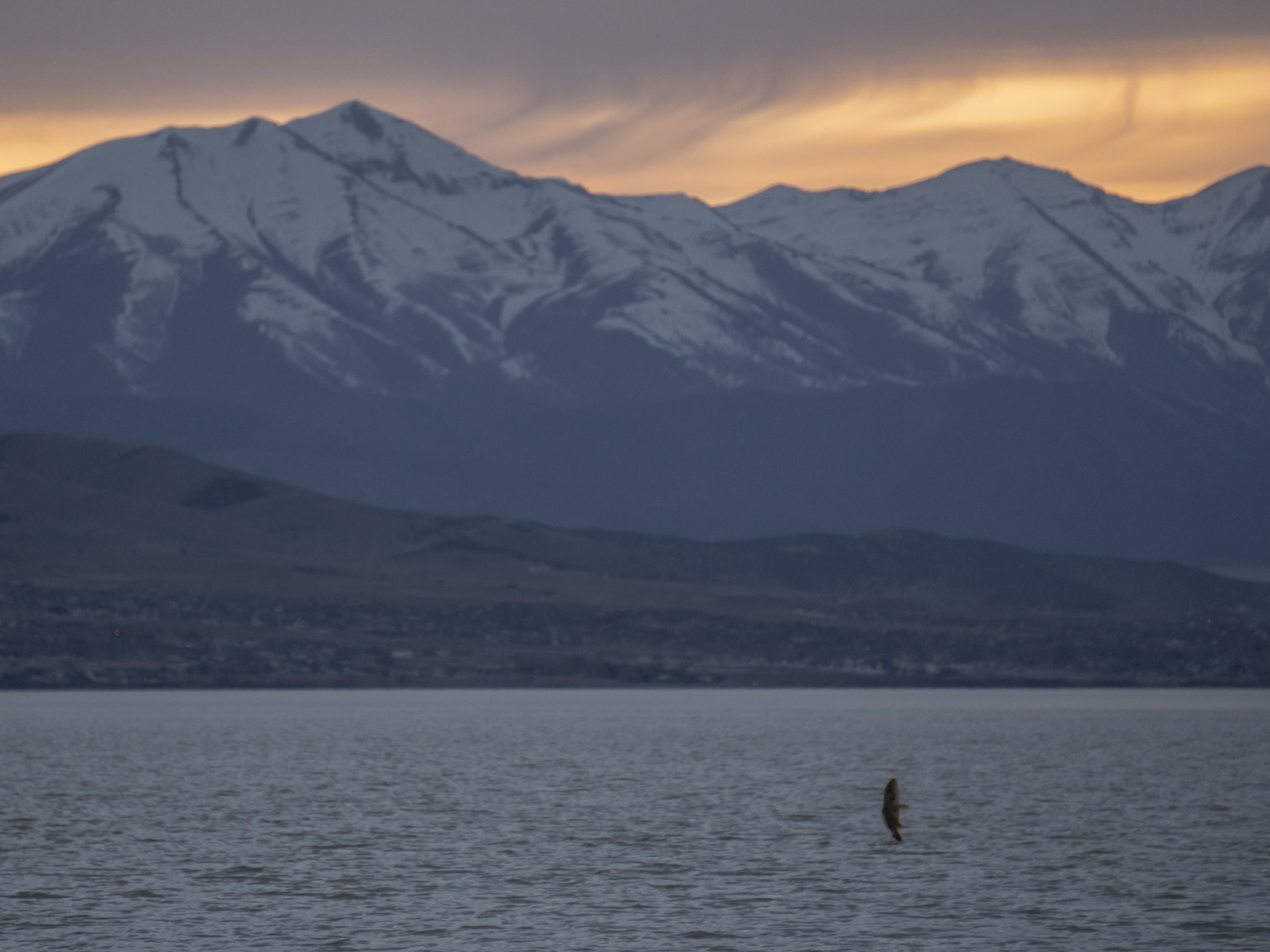 A carp jumps out of the lake about sunset, mountains blue